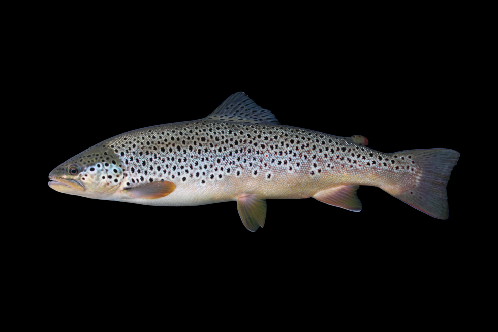 brown trout