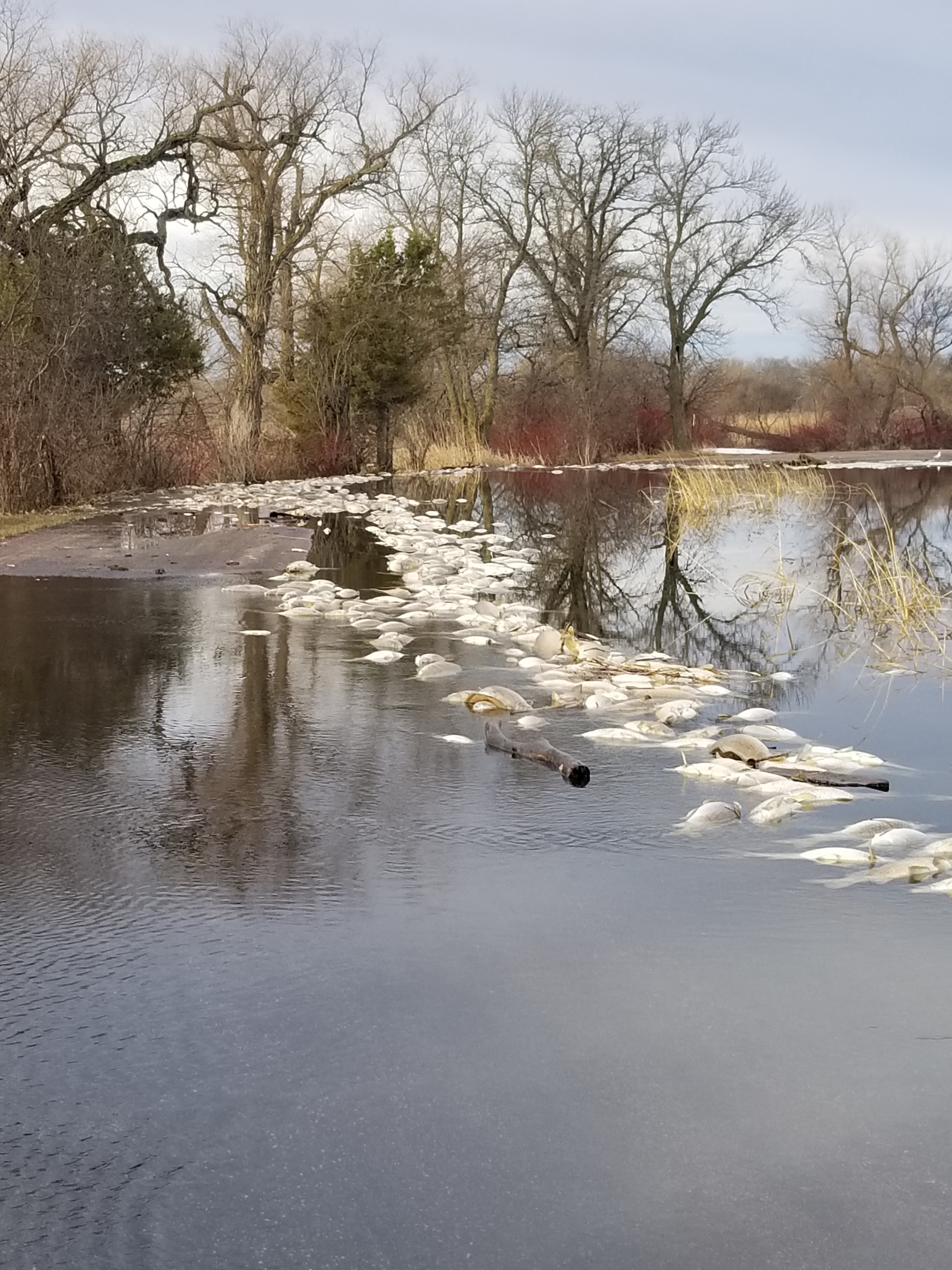 Fish Kills | South Dakota Game, Fish, and Parks