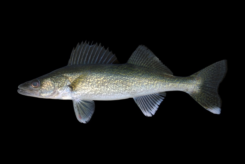 walleye