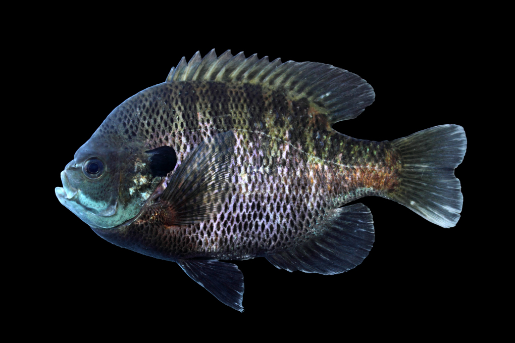 bluegill