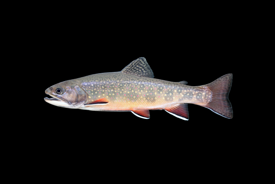 brook trout