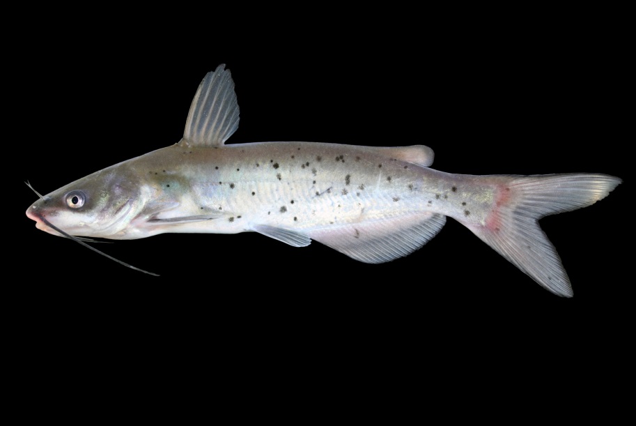 channel catfish