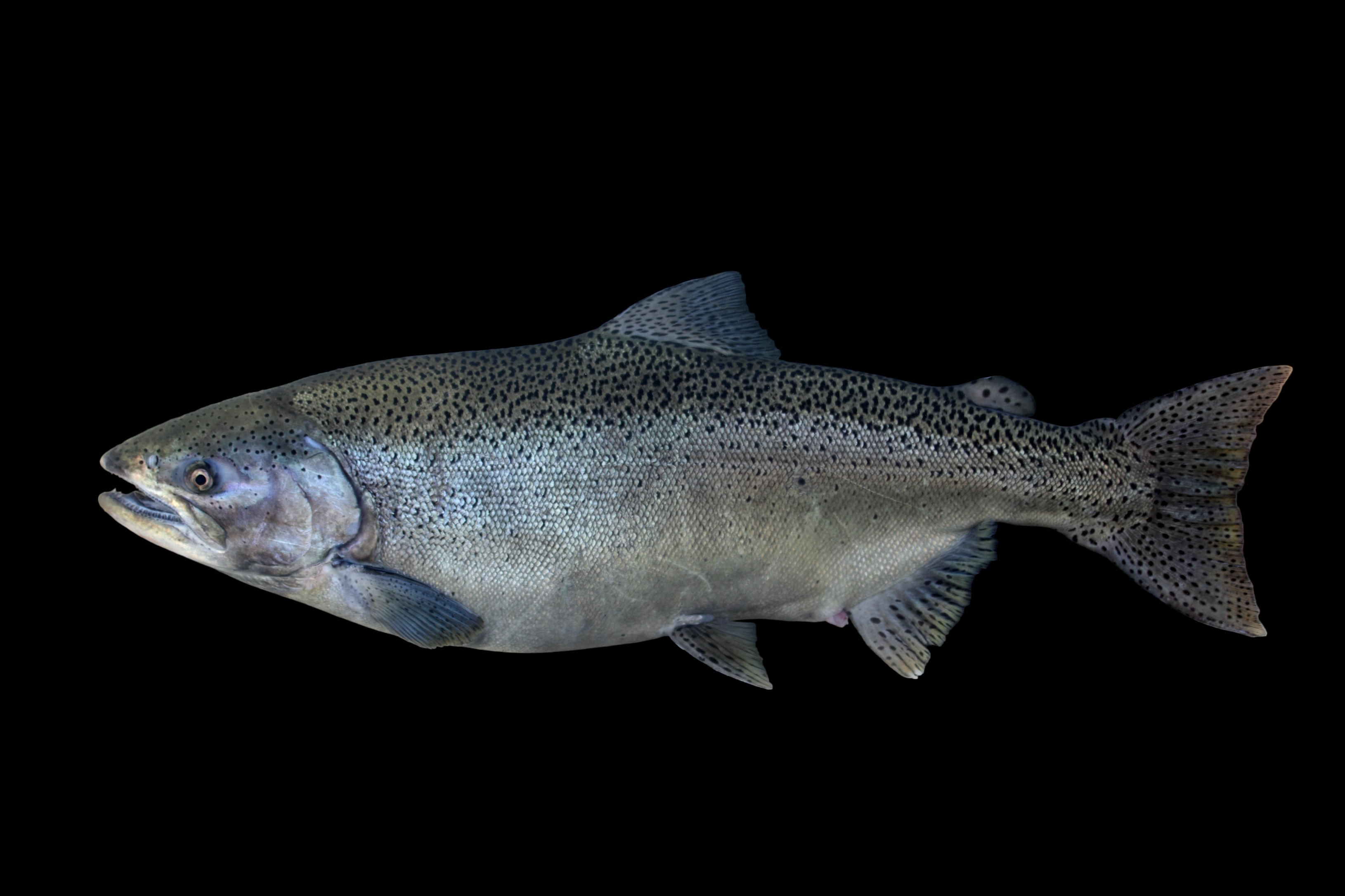 chinook salmon
