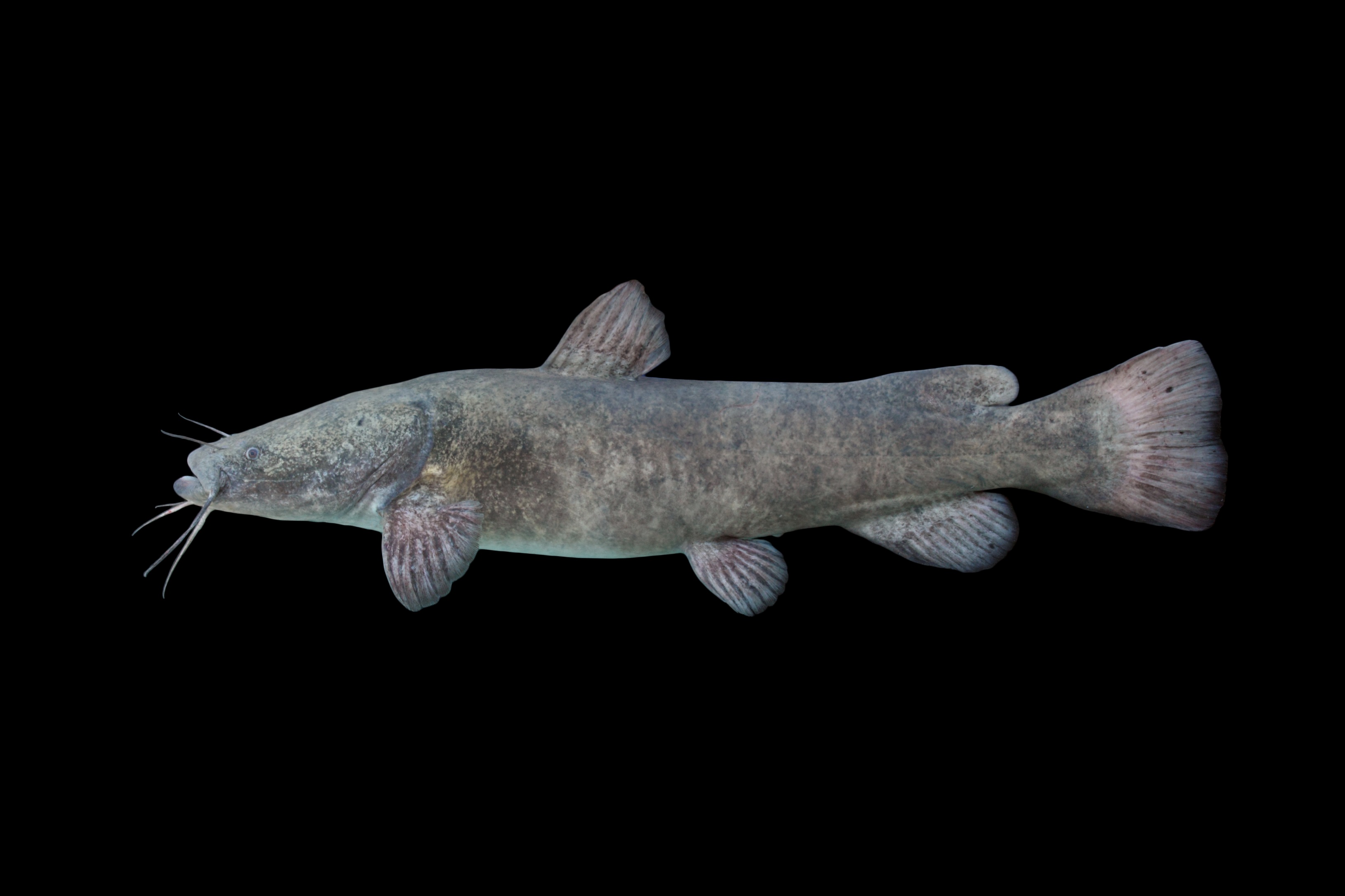 flathead catfish