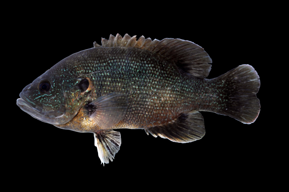 green sunfish