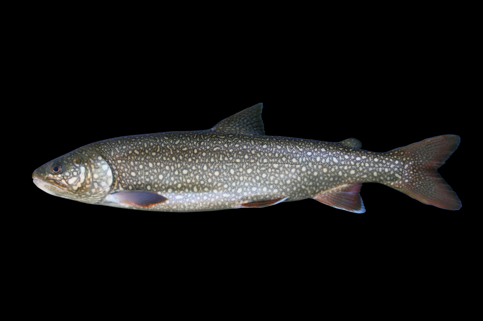 lake trout