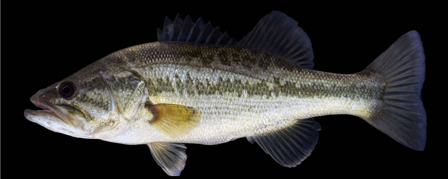 largemouth bass