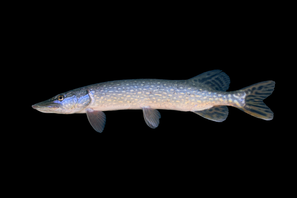 northern pike