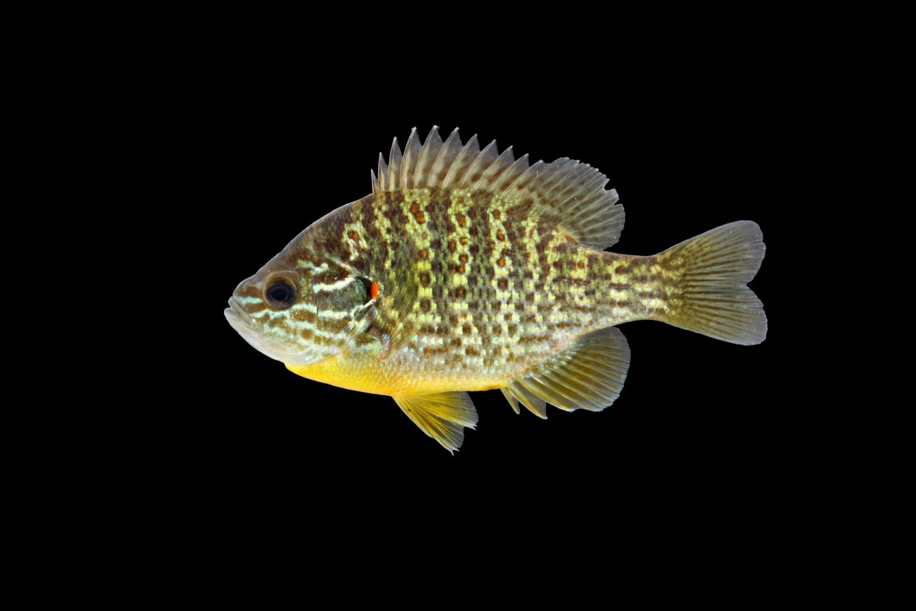 pumpkinseed sunfish