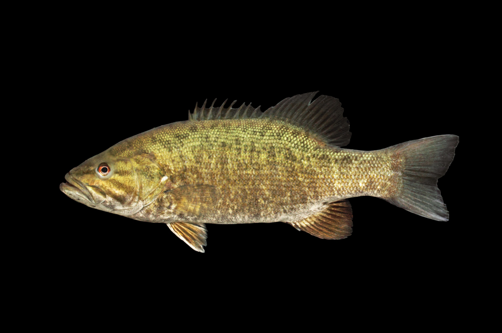 smallmouth bass