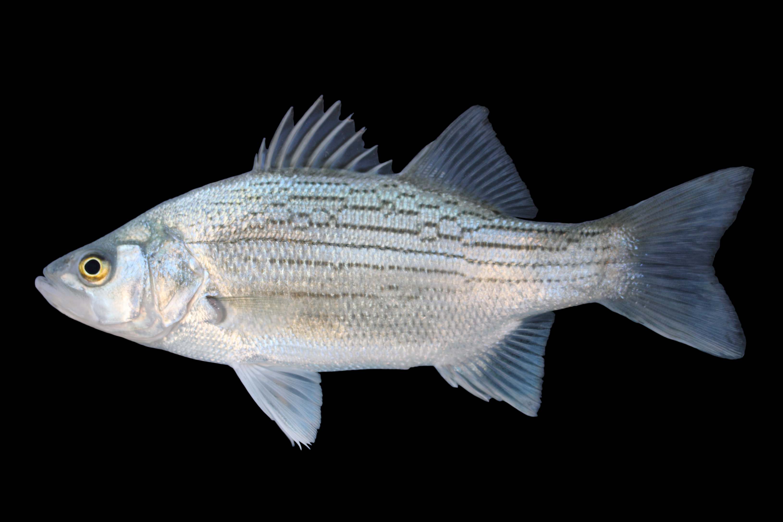 white bass