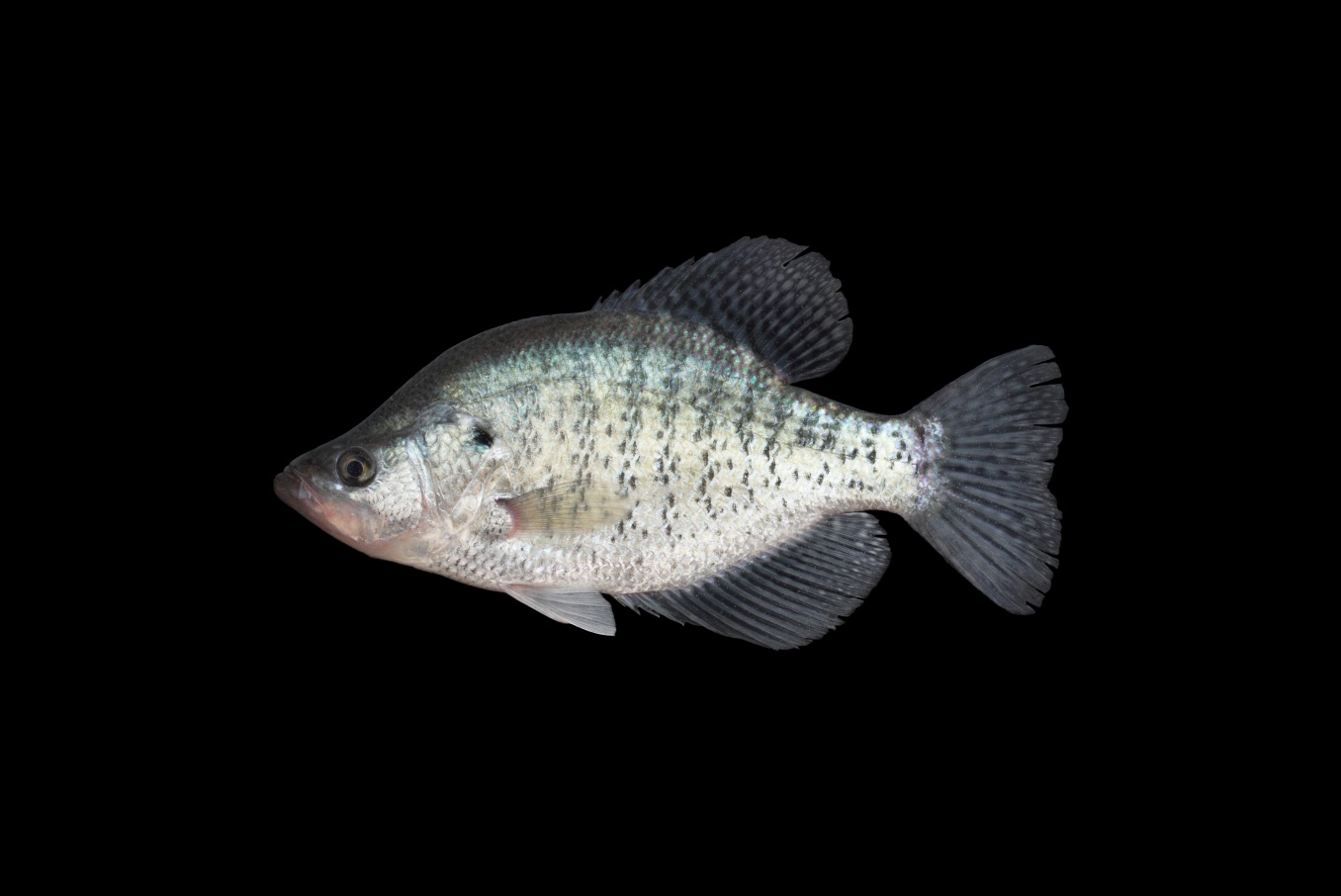 white crappie