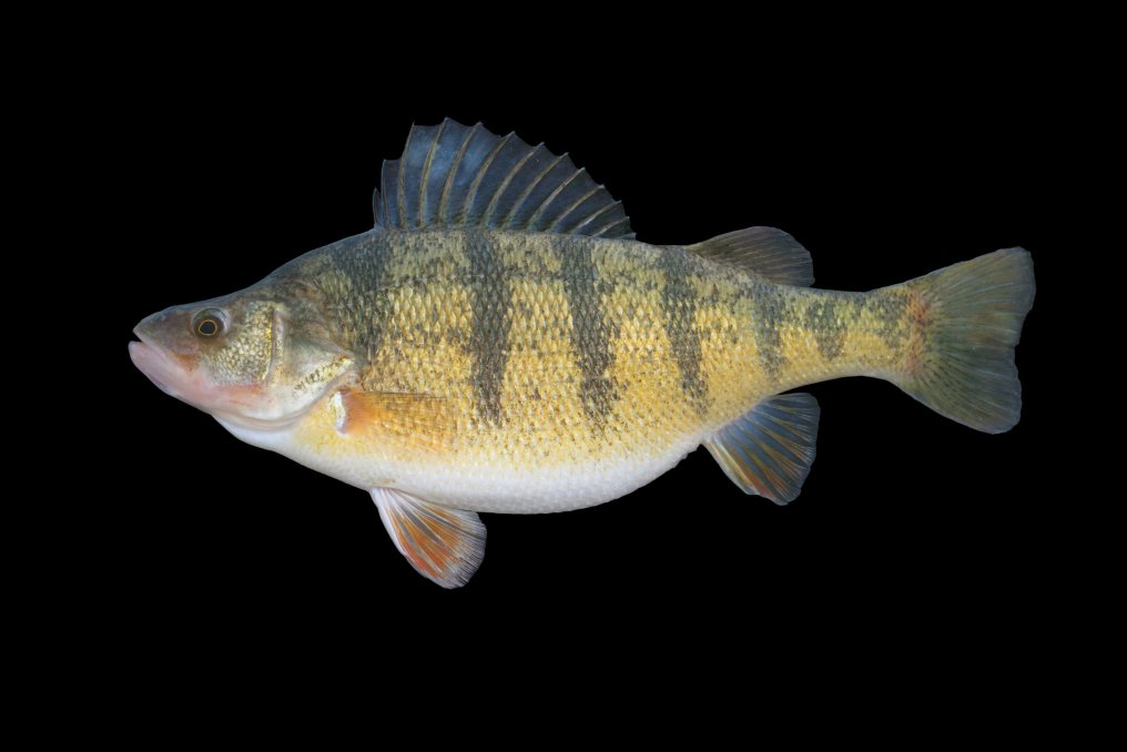 yellow perch