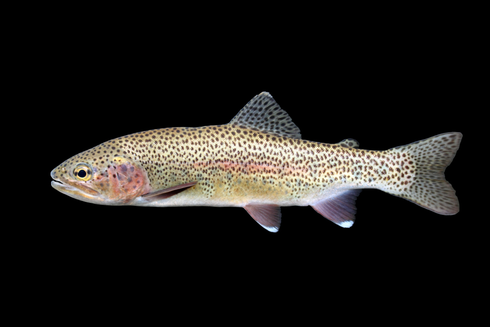 rainbow trout