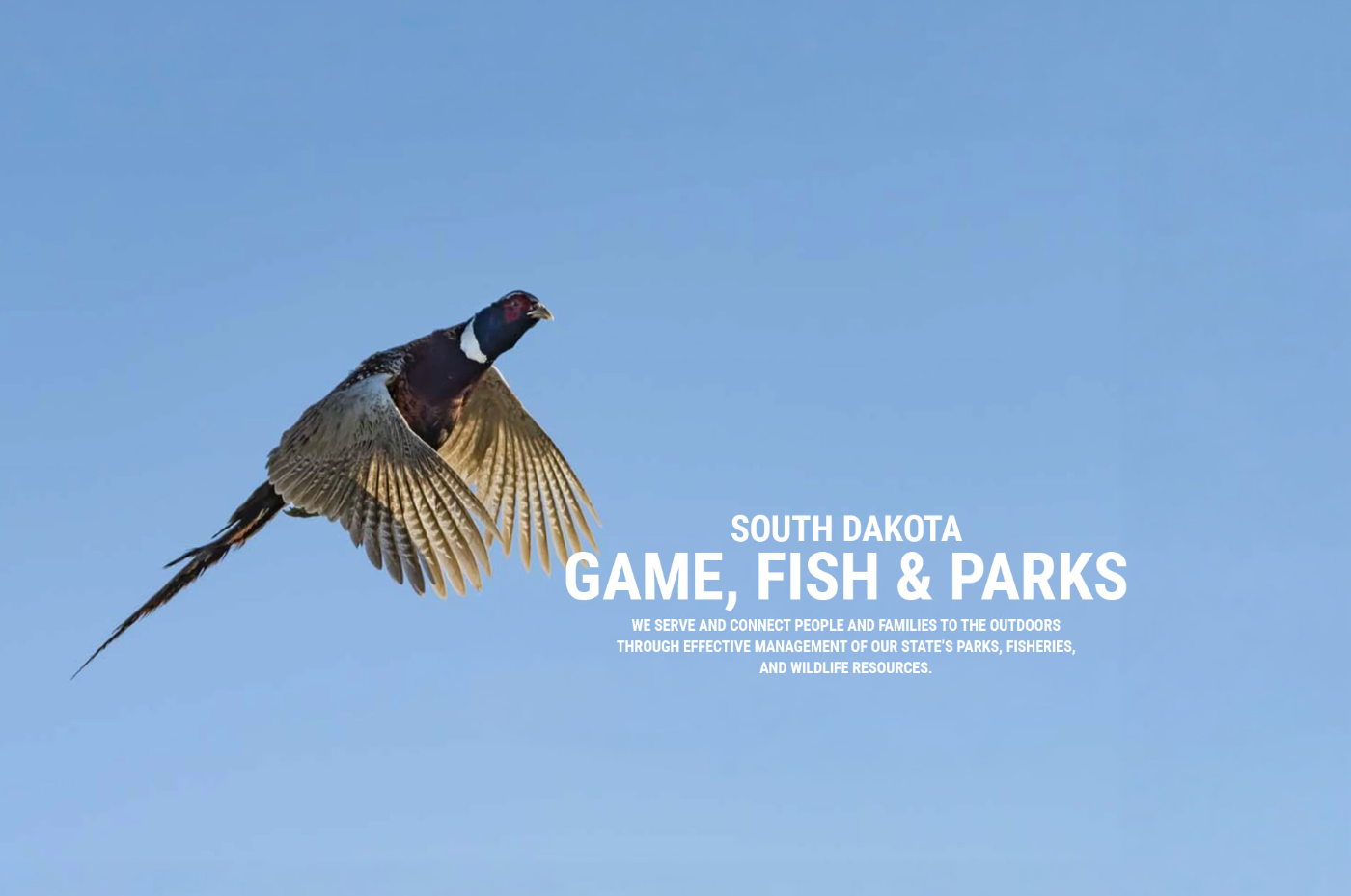 Thumbnail image of /userdocs/pages/pheasant-092426.jpg